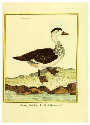 Reproducción/Reproduction 49640791167: Planches enluminées d'histoire naturelle. Paris? :s.n.,1765-1783?. 