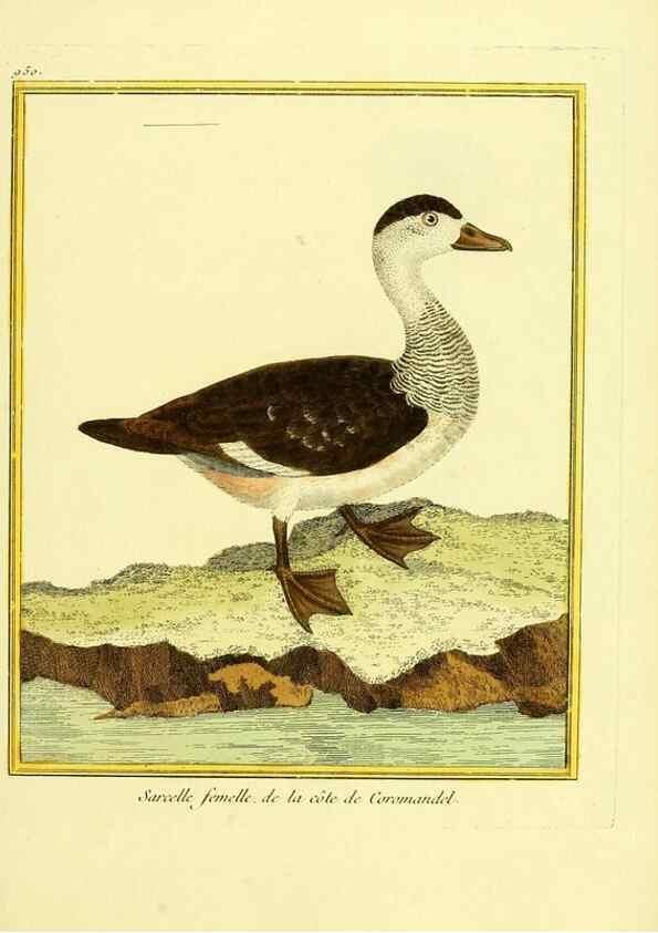 Reproducción/Reproduction 49640791167: Planches enluminées d'histoire naturelle. Paris? :s.n.,1765-1783?. 