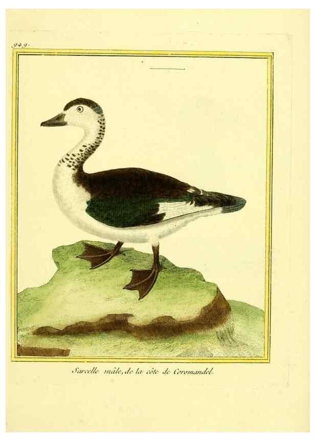 Reproducción/Reproduction 49639994768: Planches enluminées d'histoire naturelle. Paris? :s.n.,1765-1783?. 