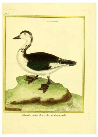 Reproducción/Reproduction 49639994768: Planches enluminées d'histoire naturelle. Paris? :s.n.,1765-1783?. 