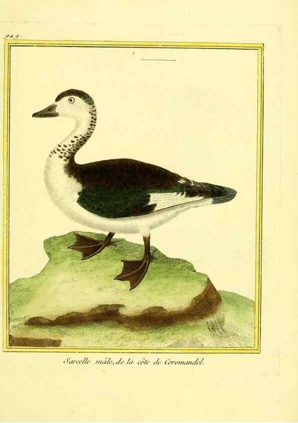Reproducción/Reproduction 49639994768: Planches enluminées d'histoire naturelle. Paris? :s.n.,1765-1783?. 