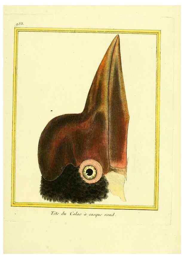 Reproducción/Reproduction 49640513376: Planches enluminées d'histoire naturelle. Paris? :s.n.,1765-1783?. 