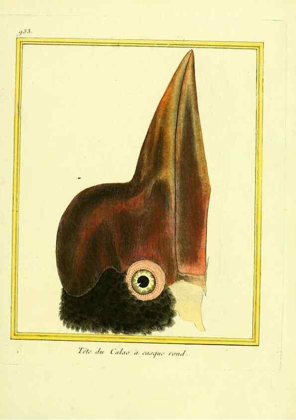 Reproducción/Reproduction 49640513376: Planches enluminées d'histoire naturelle. Paris? :s.n.,1765-1783?. 