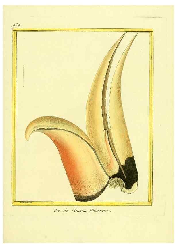 Reproducción/Reproduction 49639990358: Planches enluminées d'histoire naturelle. Paris? :s.n.,1765-1783?. 