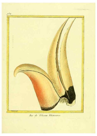 Reproducción/Reproduction 49639990358: Planches enluminées d'histoire naturelle. Paris? :s.n.,1765-1783?. 