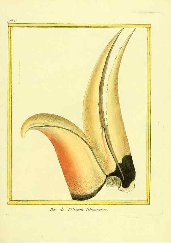 Reproducción/Reproduction 49639990358: Planches enluminées d'histoire naturelle. Paris? :s.n.,1765-1783?. 