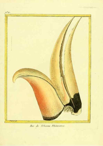 Reproducción/Reproduction 49639990358: Planches enluminées d'histoire naturelle. Paris? :s.n.,1765-1783?. 