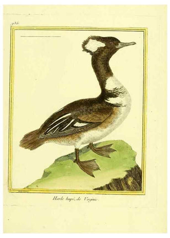 Reproducción/Reproduction 49639990643: Planches enluminées d'histoire naturelle. Paris? :s.n.,1765-1783?. 