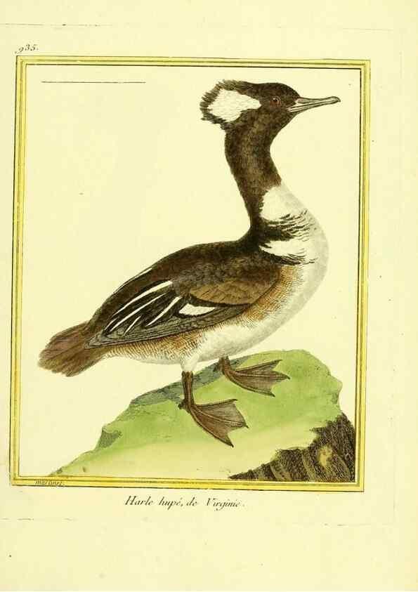 Reproducción/Reproduction 49639990643: Planches enluminées d'histoire naturelle. Paris? :s.n.,1765-1783?. 