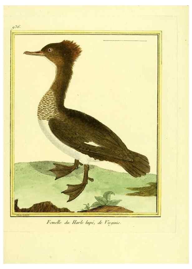 Reproducción/Reproduction 49639990888: Planches enluminées d'histoire naturelle. Paris? :s.n.,1765-1783?. 