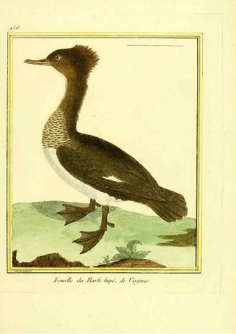Reproducción/Reproduction 49639990888: Planches enluminées d'histoire naturelle. Paris? :s.n.,1765-1783?. 
