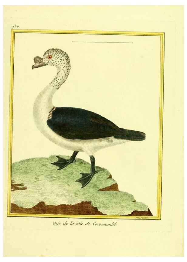 Reproducción/Reproduction 49640514531: Planches enluminées d'histoire naturelle. Paris? :s.n.,1765-1783?. 