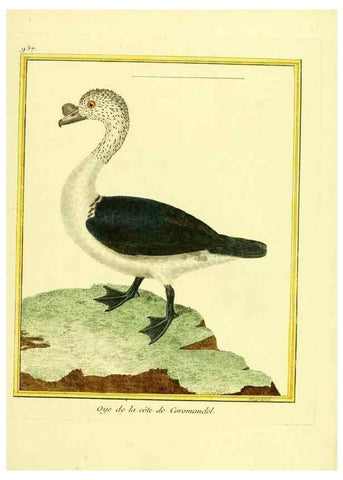 Reproducción/Reproduction 49640514531: Planches enluminées d'histoire naturelle. Paris? :s.n.,1765-1783?. 