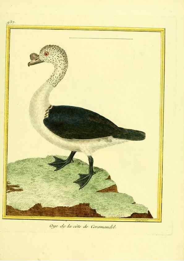 Reproducción/Reproduction 49640514531: Planches enluminées d'histoire naturelle. Paris? :s.n.,1765-1783?. 