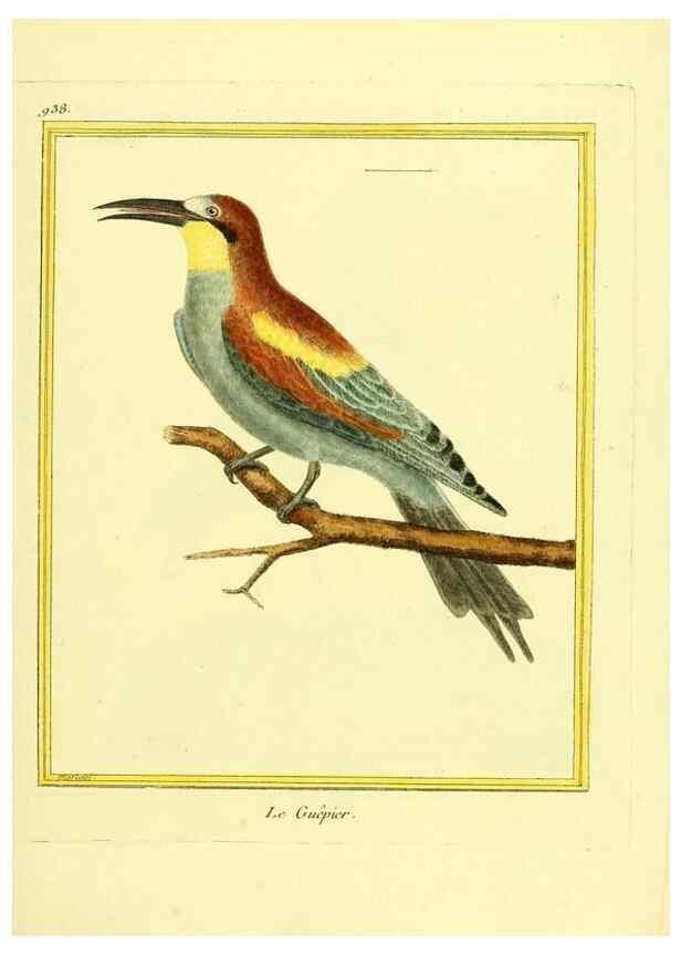 Reproducción/Reproduction 49640787487: Planches enluminées d'histoire naturelle. Paris? :s.n.,1765-1783?. 