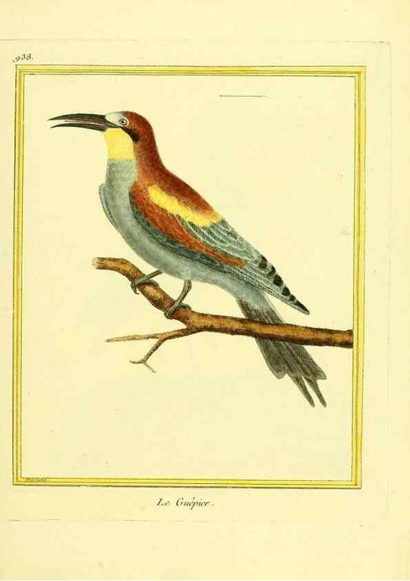 Reproducción/Reproduction 49640787487: Planches enluminées d'histoire naturelle. Paris? :s.n.,1765-1783?. 