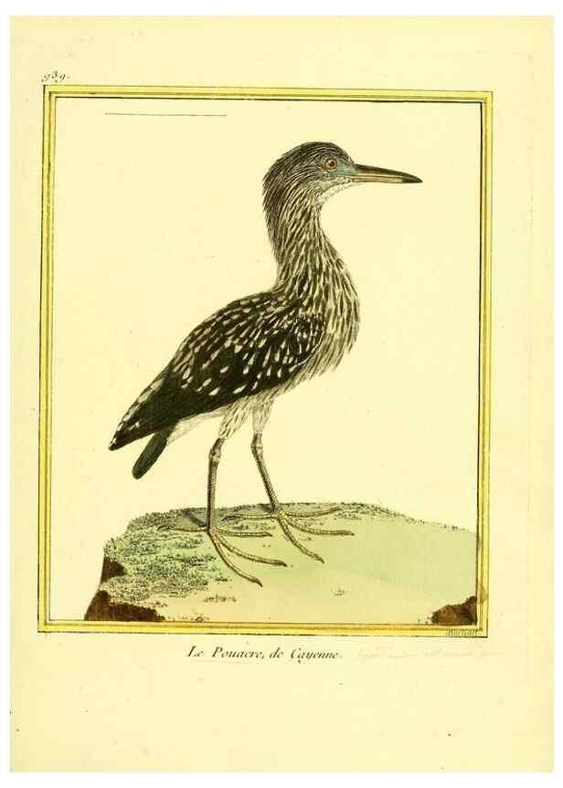 Reproducción/Reproduction 49640787847: Planches enluminées d'histoire naturelle. Paris? :s.n.,1765-1783?. 