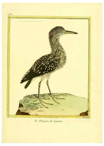 Reproducción/Reproduction 49640787847: Planches enluminées d'histoire naturelle. Paris? :s.n.,1765-1783?. 