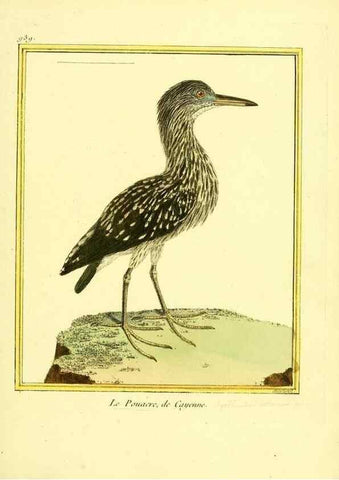 Reproducción/Reproduction 49640787847: Planches enluminées d'histoire naturelle. Paris? :s.n.,1765-1783?. 