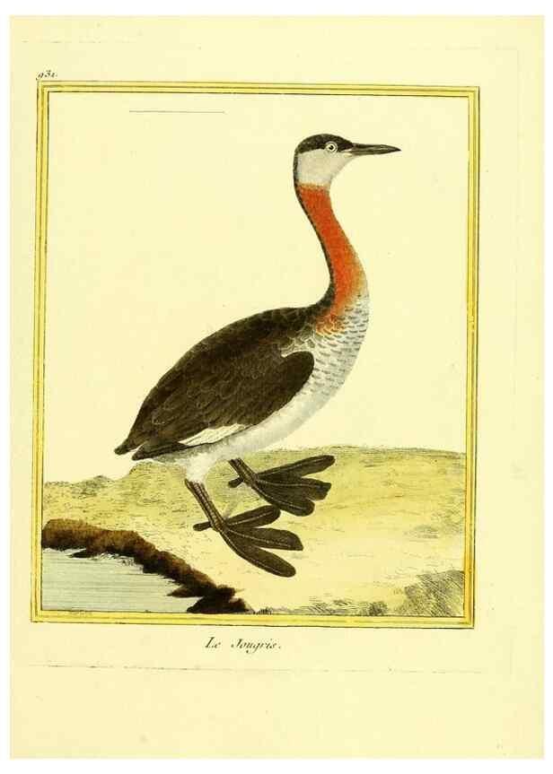 Reproducción/Reproduction 49640512876: Planches enluminées d'histoire naturelle. Paris? :s.n.,1765-1783?. 