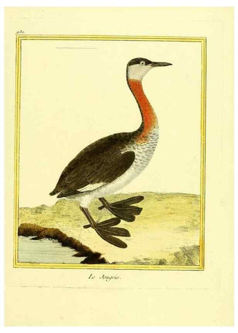 Reproducción/Reproduction 49640512876: Planches enluminées d'histoire naturelle. Paris? :s.n.,1765-1783?. 
