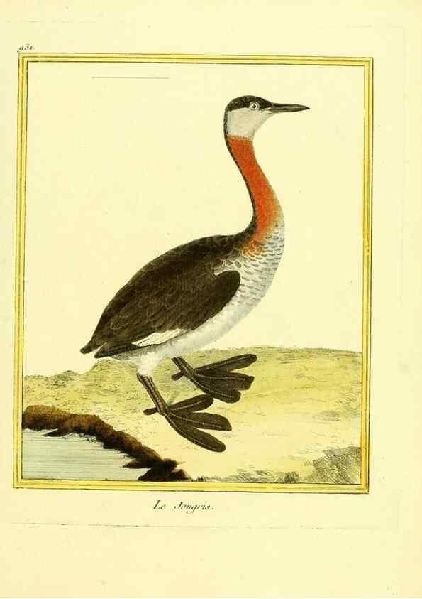 Reproducción/Reproduction 49640512876: Planches enluminées d'histoire naturelle. Paris? :s.n.,1765-1783?. 