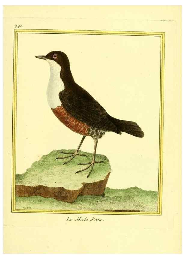 Reproducción/Reproduction 49640788217: Planches enluminées d'histoire naturelle. Paris? :s.n.,1765-1783?. 