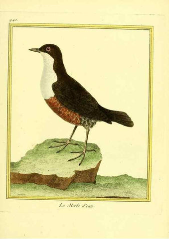 Reproducción/Reproduction 49640788217: Planches enluminées d'histoire naturelle. Paris? :s.n.,1765-1783?. 