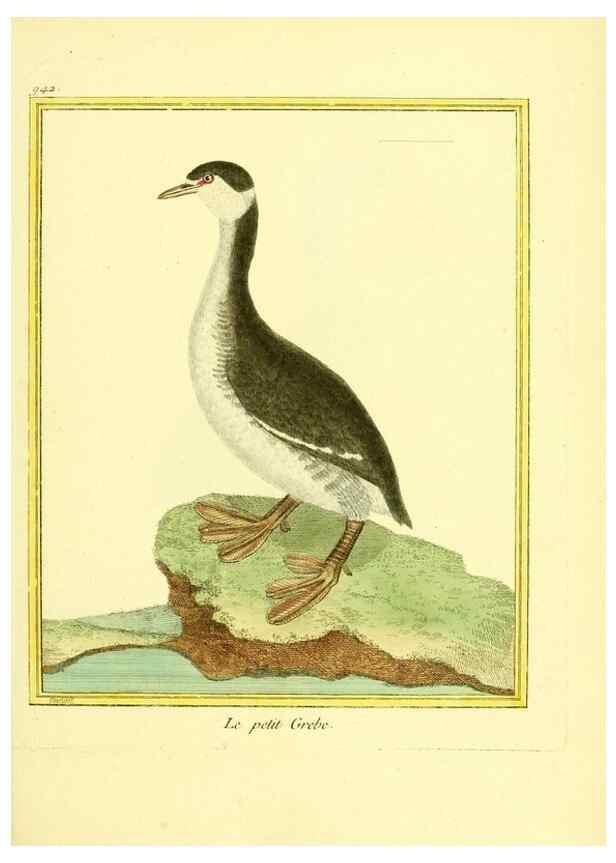 Reproducción/Reproduction 49639992668: Planches enluminées d'histoire naturelle. Paris? :s.n.,1765-1783?. 