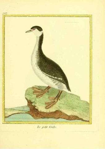 Reproducción/Reproduction 49639992668: Planches enluminées d'histoire naturelle. Paris? :s.n.,1765-1783?. 