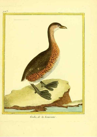 Reproducción/Reproduction 49639992918: Planches enluminées d'histoire naturelle. Paris? :s.n.,1765-1783?. 