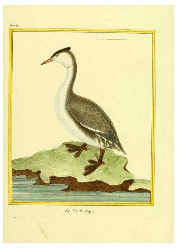 Reproducción/Reproduction 49639993298: Planches enluminées d'histoire naturelle. Paris? :s.n.,1765-1783?. 