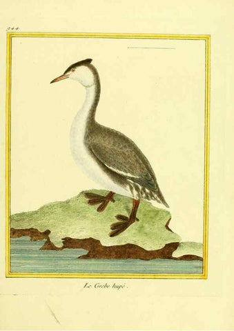 Reproducción/Reproduction 49639993298: Planches enluminées d'histoire naturelle. Paris? :s.n.,1765-1783?. 