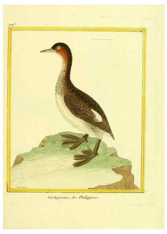 Reproducción/Reproduction 49640789802: Planches enluminées d'histoire naturelle. Paris? :s.n.,1765-1783?. 