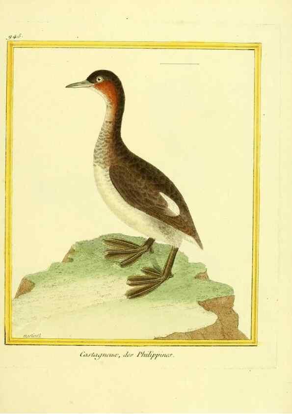 Reproducción/Reproduction 49640789802: Planches enluminées d'histoire naturelle. Paris? :s.n.,1765-1783?. 