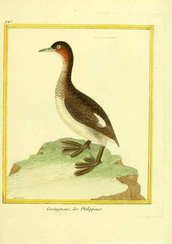 Reproducción/Reproduction 49640789802: Planches enluminées d'histoire naturelle. Paris? :s.n.,1765-1783?. 