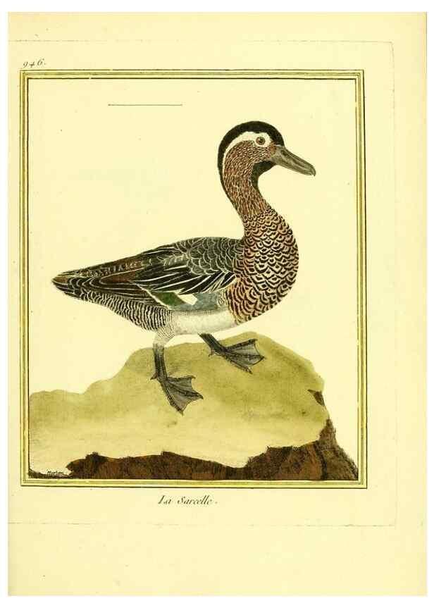 Reproducción/Reproduction 49640790112: Planches enluminées d'histoire naturelle. Paris? :s.n.,1765-1783?. 