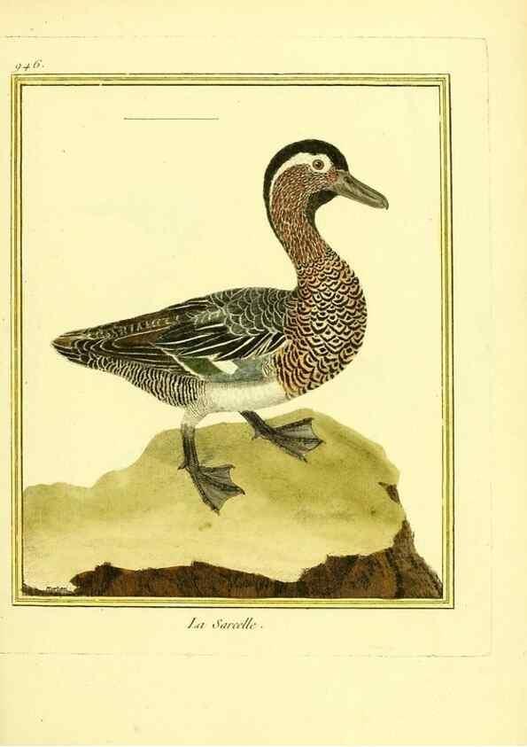Reproducción/Reproduction 49640790112: Planches enluminées d'histoire naturelle. Paris? :s.n.,1765-1783?. 