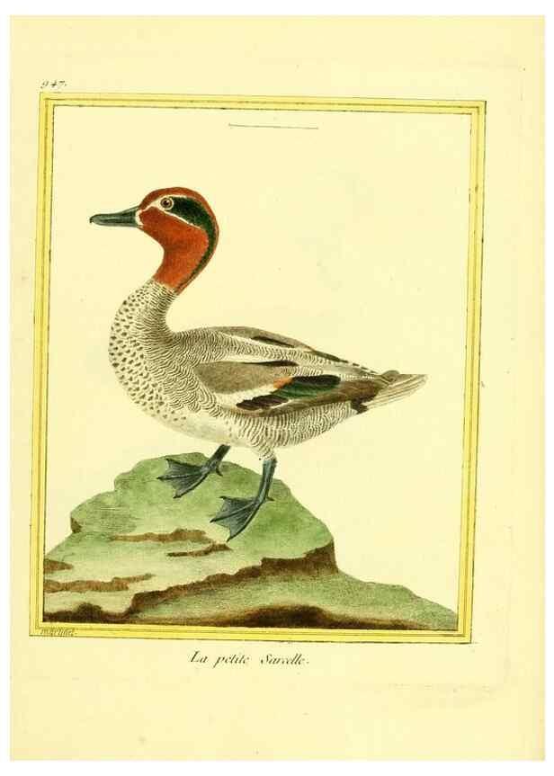 Reproducción/Reproduction 49640790397: Planches enluminées d'histoire naturelle. Paris? :s.n.,1765-1783?. 