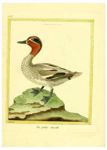 Reproducción/Reproduction 49640790397: Planches enluminées d'histoire naturelle. Paris? :s.n.,1765-1783?. 