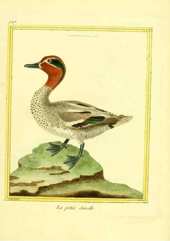 Reproducción/Reproduction 49640790397: Planches enluminées d'histoire naturelle. Paris? :s.n.,1765-1783?. 