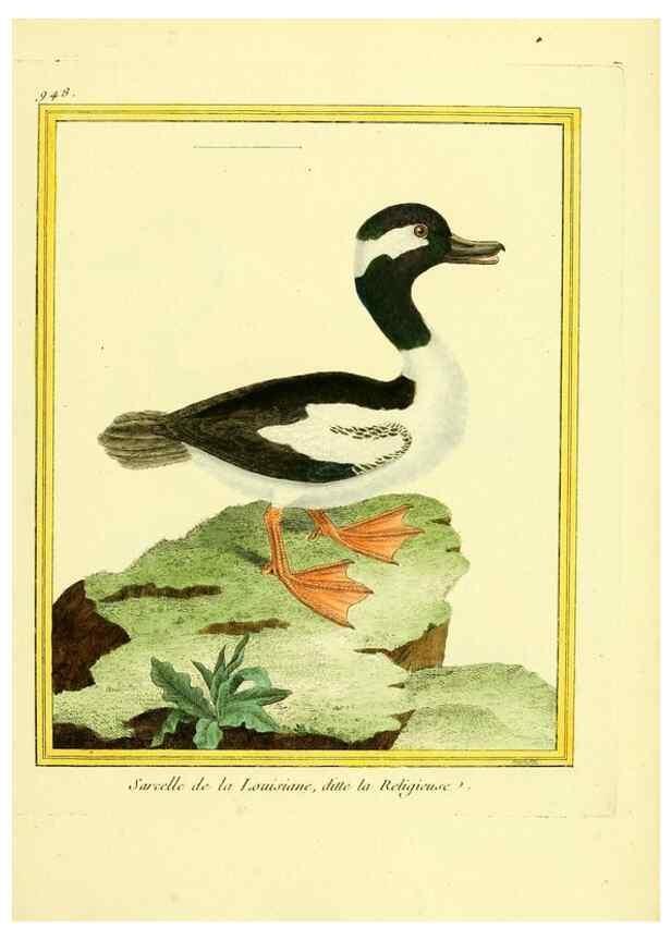 Reproducción/Reproduction 49639994523: Planches enluminées d'histoire naturelle. Paris? :s.n.,1765-1783?. 