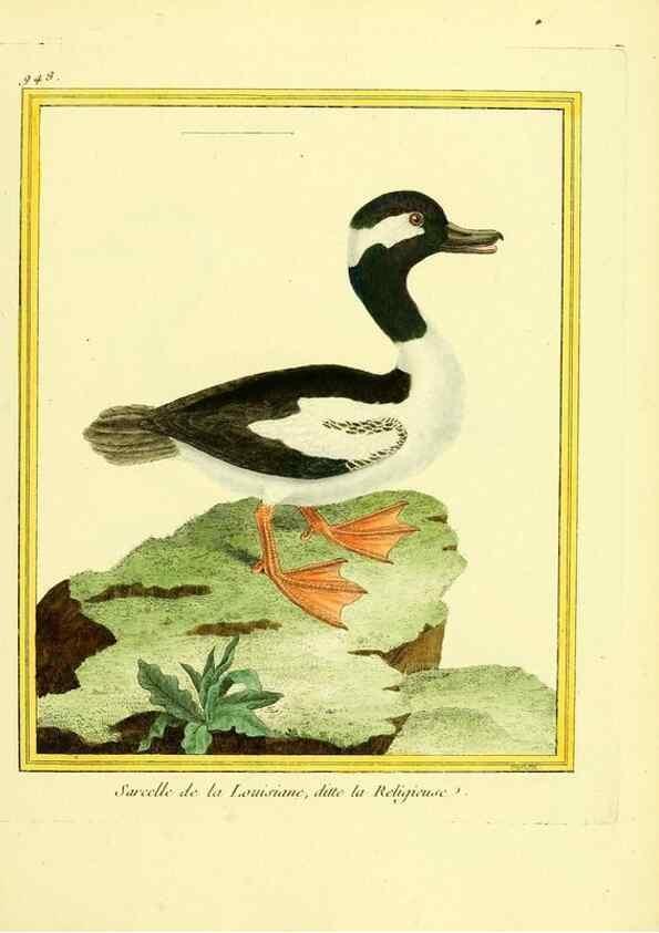 Reproducción/Reproduction 49639994523: Planches enluminées d'histoire naturelle. Paris? :s.n.,1765-1783?. 