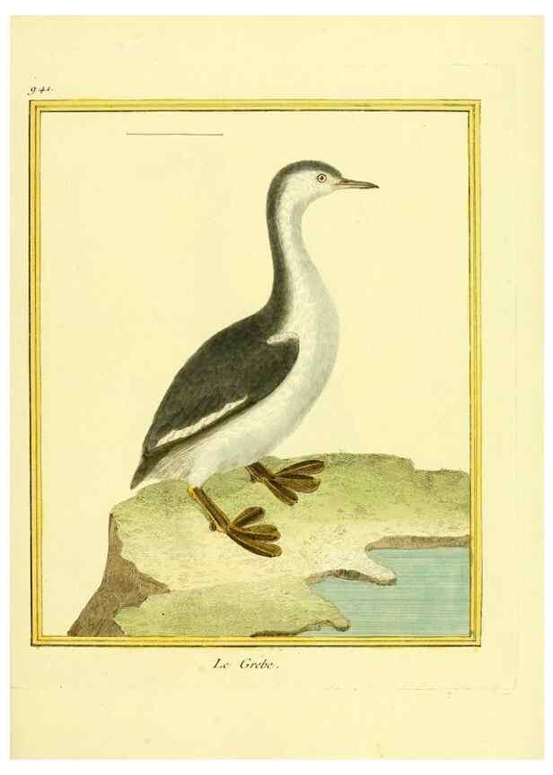 Reproducción/Reproduction 49640788577: Planches enluminées d'histoire naturelle. Paris? :s.n.,1765-1783?. 
