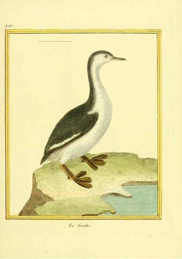 Reproducción/Reproduction 49640788577: Planches enluminées d'histoire naturelle. Paris? :s.n.,1765-1783?. 