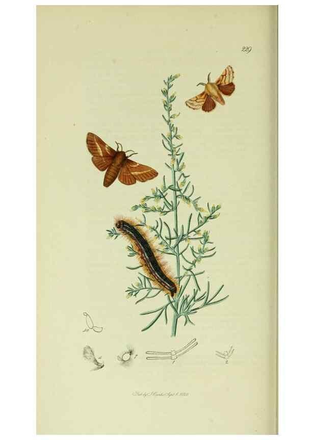 Reproducción/Reproduction 49640703306: British entomology :. London,Printed for the author,1823-1840 [i.e. 1840].. 