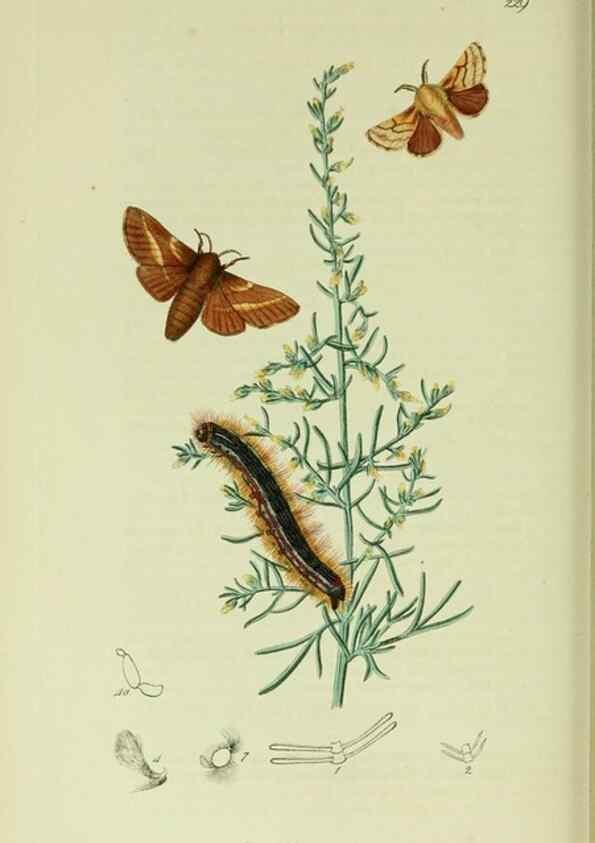 Reproducción/Reproduction 49640703306: British entomology :. London,Printed for the author,1823-1840 [i.e. 1840].. 