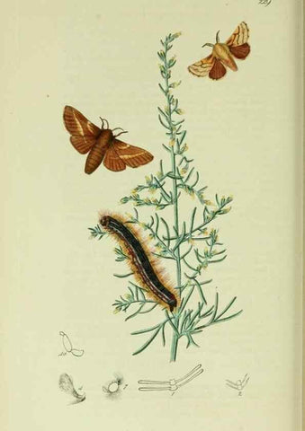 Reproducción/Reproduction 49640703306: British entomology :. London,Printed for the author,1823-1840 [i.e. 1840].. 