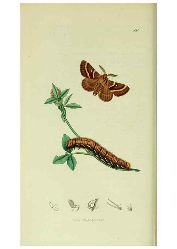 Reproducción/Reproduction 49640703606: British entomology :. London,Printed for the author,1823-1840 [i.e. 1840].. 
