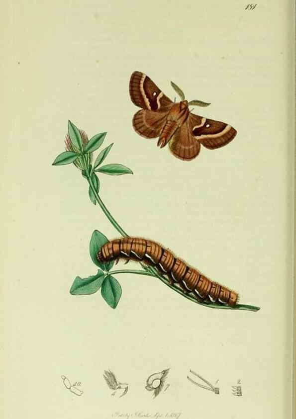 Reproducción/Reproduction 49640703606: British entomology :. London,Printed for the author,1823-1840 [i.e. 1840].. 
